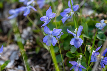 Dog violet, close-up