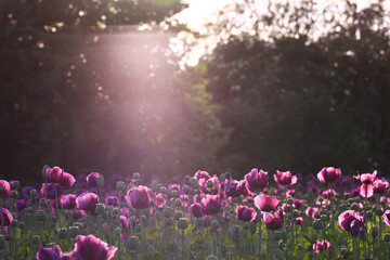 Field of purple poppy flowers and green seed pods at sunset with forest background. Outdoor nature photography. Flowering garden in spring. Spring bloom and seasonal botany concept. Easter celebration