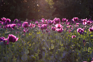 Field of purple poppy flowers and green seed pods at sunset with forest background. Outdoor nature photography. Flowering garden in spring. Spring bloom and seasonal botany concept. Easter celebration