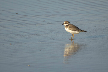Sandregenpfeifer Jungvogel am Strand von Børsmose, Dänemar, im Herbst. Die Zugvögel sind gerade erst aus dem Norden angekommen und sind nun hungrig auf der Suche nach Futter am Strand. 
