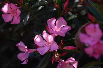 Closeup of tender pink oleander flowers glowing in warm Cyprus light.