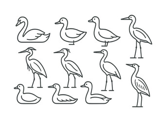 Line style icons of wetland and waterfowl birds: swan, duck, goose, heron, egret, stork, coot, cormorant, grebe, bittern.
