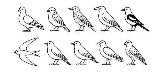 Line style icons of urban and city birds: pigeon, house sparrow, starling, crow, magpie, swift, swallow, blackbird, gull, kestrel.