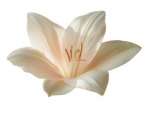 Pink Amaryllis flower isolated on white background