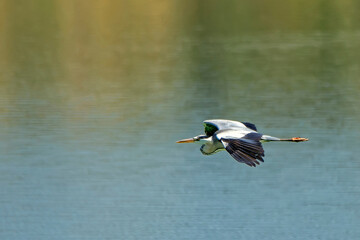 Garza real, en el parque natural de Cazorla, Segura y Las Villas.