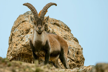 Macho de cabra hispánica pirenaica, en el parque natural de Cazorla, Segura y Las Villas.