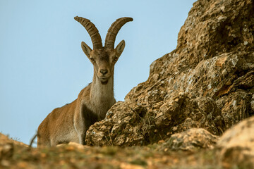 Obraz premium Macho de cabra hispánica pirenaica, en el parque natural de Cazorla, Segura y Las Villas.