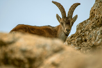 Macho de cabra hispánica pirenaica, en el parque natural de Cazorla, Segura y Las Villas.