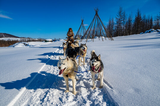 Evenki is doing dog sledding, Tura, Krasnoyarsk Krai, Evenki state, Russia