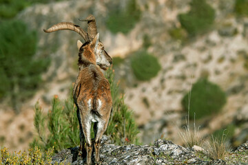 Macho de cabra hispánica pirenaica, en el parque natural de Cazorla, Segura y Las Villas.
