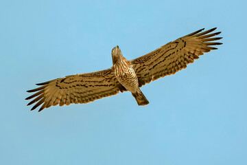 Águila culebrera, en el parque natural de Cazorla, Segura y Las Villas.