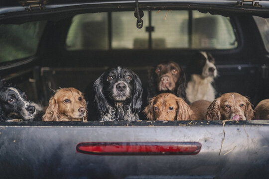 cock and springer spaniel gun dogs in a shoot bus/pickup on a pheasant shoot in UK