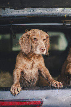 cock and springer spaniel gun dog in a shoot bus/pickup on a pheasant shoot in UK