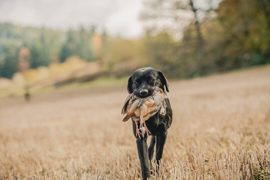A black labrador with a partridge in its mouth on a pheasant shoot in UK