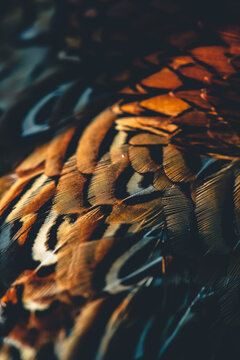 A male cock pheasant detail of feathers