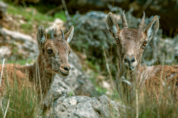 Hipánica pyrenaica goat, in the Cazorla, Segura and Las Villas Natural Park.