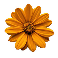 Obraz premium Orange Tithonia diversifolia flower isolated on white