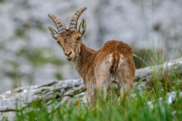 Hipánica pyrenaica goat, in the Cazorla, Segura and Las Villas Natural Park.