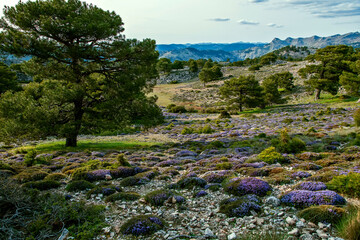 Paisaje típico de los campos de Hernán Pelea, en el parque natural de Cazorla, Segura y Las...