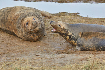 Male and female (on right) Grey Seals (Halichoerus grypus) fighting on the shore, Donna Nook Nature Reserve, United Kingdom