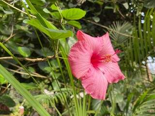 pink hibiscus flower