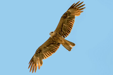 Milano real, habitante común en el parque natural de Cazorla, Segura y Las Villas.