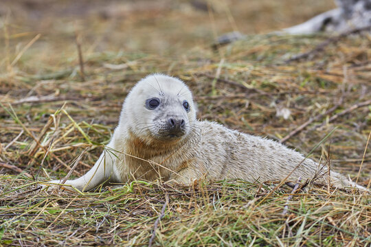 A newborn Grey Seal pup (Halichoerus grypus) on the shore in winter, at Donna Nook Nature Reserve, on the North Sea coast of Lincolnshire, United Kingdom
