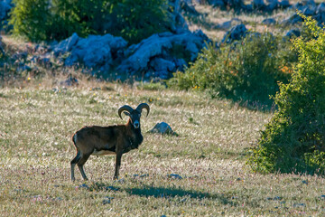 Espécimen de Muflón, en el parque natural de Cazorla, Segura y Las Villas.