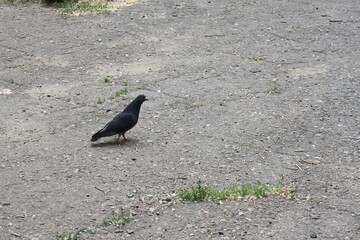 Single Pigeon Bird Walking on Ground Transparent Background PNG Image PNG File