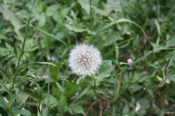 Close Up Dandelion Seed Head on a Transparent Background PNG Image PNG File