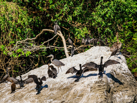 Birds at the rock in Sumidero Canyon, Chiapas State, Mexico