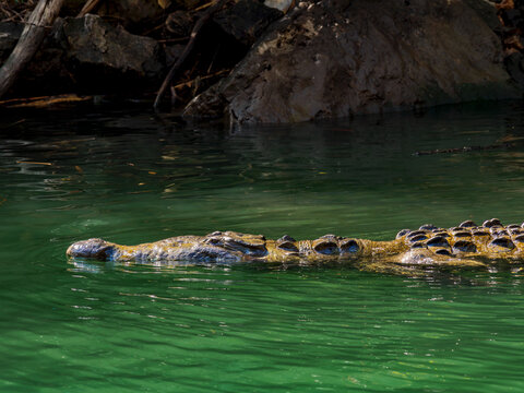 Crocodile at Sumidero Canyon, Chiapas State, Mexico