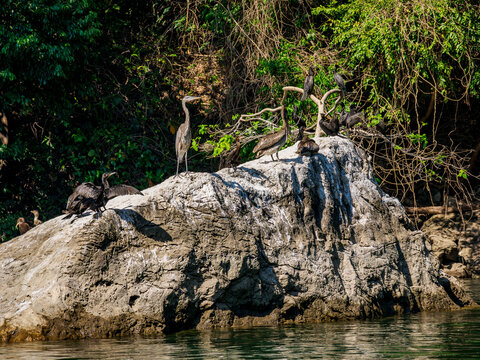 Birds at the rock in Sumidero Canyon, Chiapas State, Mexico