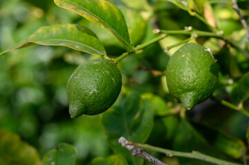 Green Lemons Growing on a Tree in Cyprus