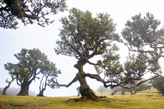 Fanal laurel forest in madeira with majestic ancient trees, Portugal