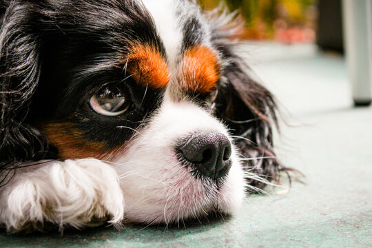 Close-up of a King Charles Cavalier puppy dog lying on the floor