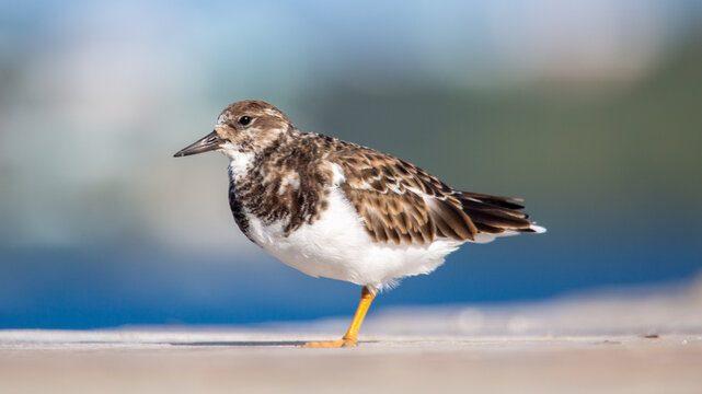 Ruddy Turnstone (Arenaria Interpres), a small cosmopolitan wading bird, Bermuda