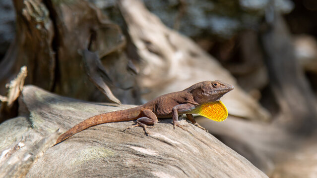 Jamaican Anole lizard (anolis grahami) with its orange dewlap extended, Bermuda