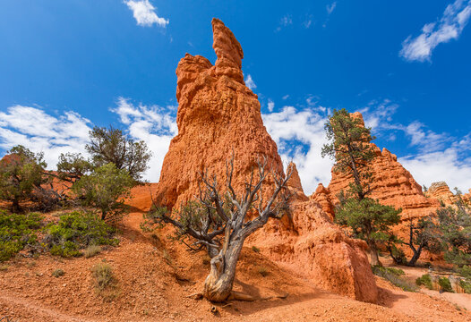 Sandstone rock formation in the Dixie National Forest, Utah, USA