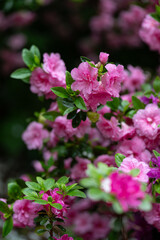 Pink azalea flowers with water drops after rain.
