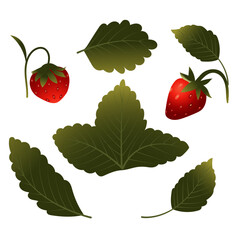 Set of strawberries with berries, leaves and flowers. Vector illustration isolated on white background.