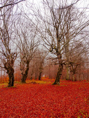 Yenice Forests are located in the northwest of Turkey.