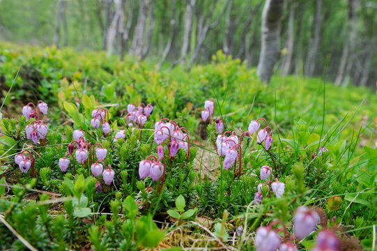 Calluna vulgaris flowers.Nordmannvikdalen valley, region of Lyngen, County of Troms, Norway, Northern Europe