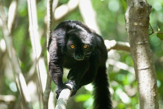 Male Black lemur, Strict Nature Reserve of Lokobe, National Park, Nosy Be island, Republic of Madagascar, Indian Ocean