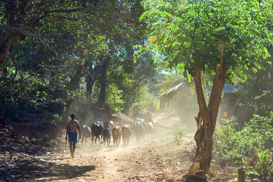 Herd of zebus, Mangirankirana, Nosy Be island, Republic of Madagascar, Indian Ocean