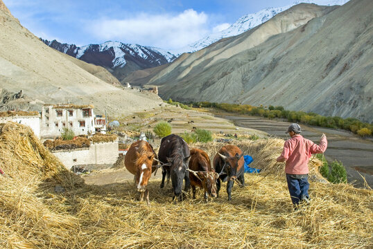 Threshing and crushing by yaks and horse of cereal harvest at Rumbak village, Hemis National Park, Ladakh region, state of Jammu and Kashmir, India, Asia