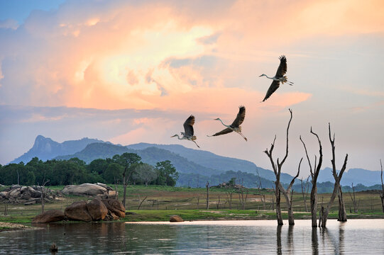 Flight of grey heron (Ardea cinerea) over the Senanayake Samudraya Lake, Gal Oya National Park, Sri Lanka, Indian subcontinent, South Asia