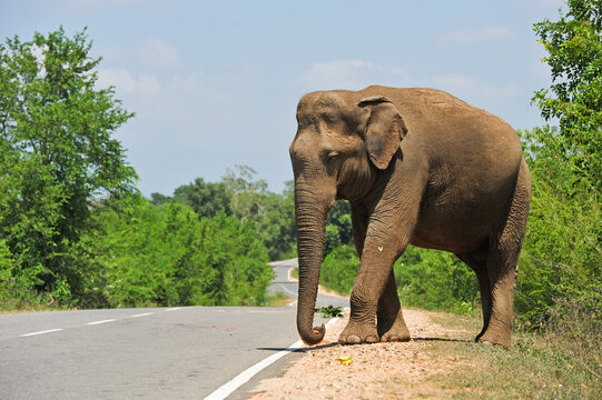 Free wild elephant waiting for gift from travellers on the edge of the road near Lunugamvehera National Park, Sri Lanka