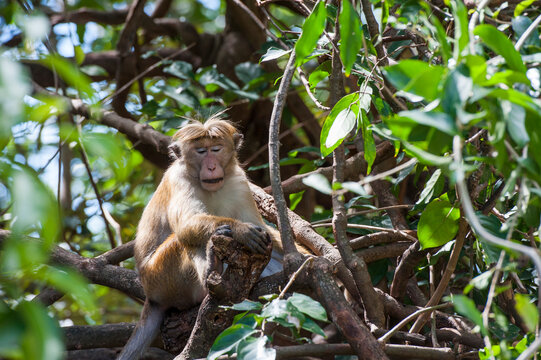 Toque macaque (Macaca sinica) at the road side, Sri Lanka, Indian subcontinent, South Asia
