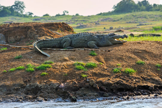 Mugger crocodile (Crocodylus palustris) by the Senanayake Samudraya Lake, Gal Oya National Park, Sri Lanka, Indian subcontinent, South Asia